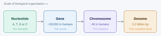 The hierarchy of biological information from nucleotide to genome
